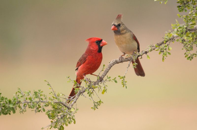 Short-Lived Birds Adapt Better To Seasonal Extremes