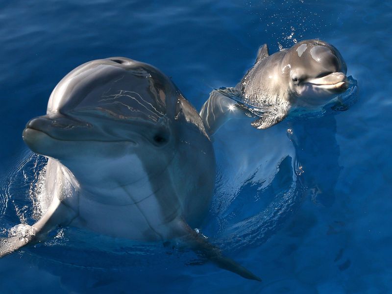 Are Dolphins Using Dialects In Florida Waters?