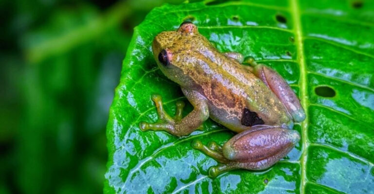 Scientists Uncover Silent Frog Species In Tanzania That Can’t Vocalize