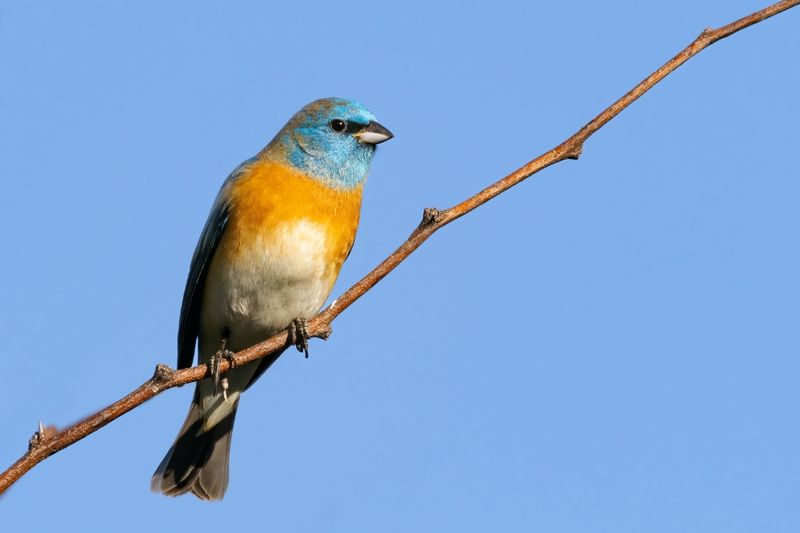 Scientists Studied 7,500 Bird Species To Track Climate Response