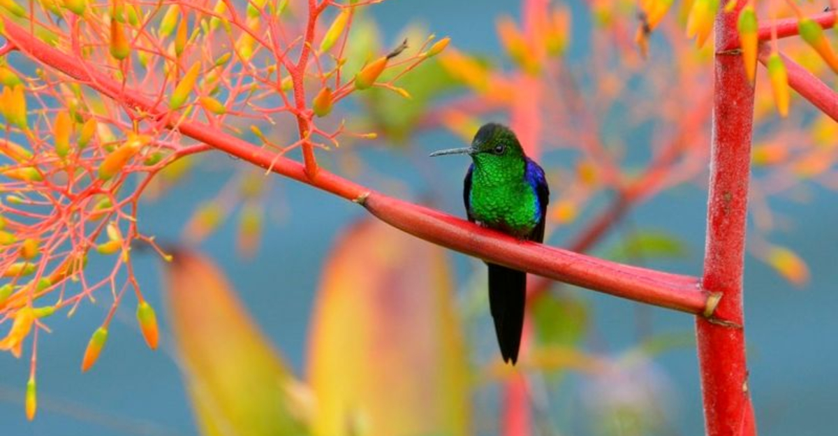 Scientists Uncover Surprising Ways Birds Are Adapting To Climate Change