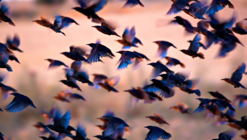 Reducing Emissions Is Key To Saving Wildlife