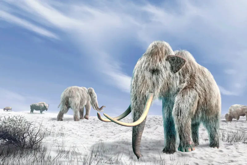 Mammoths Trumpeted Like Elephants