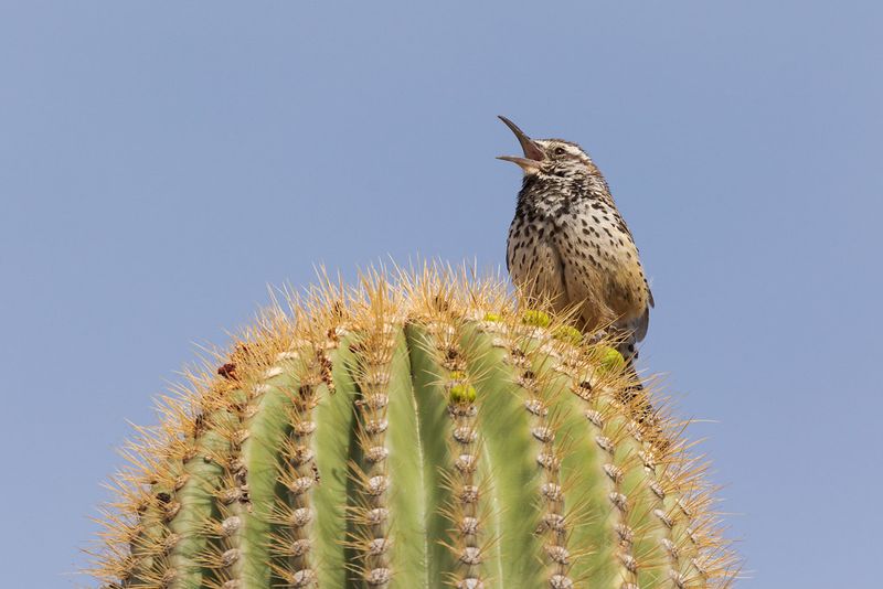 Cactus Wren: Desert Vocalist