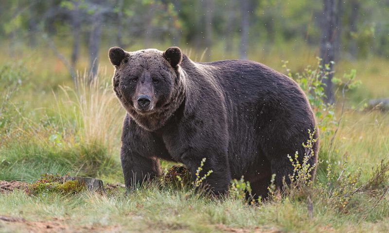 Brown Bear