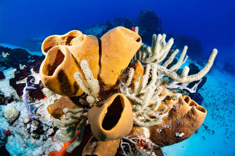 Sponges (Porifera)
