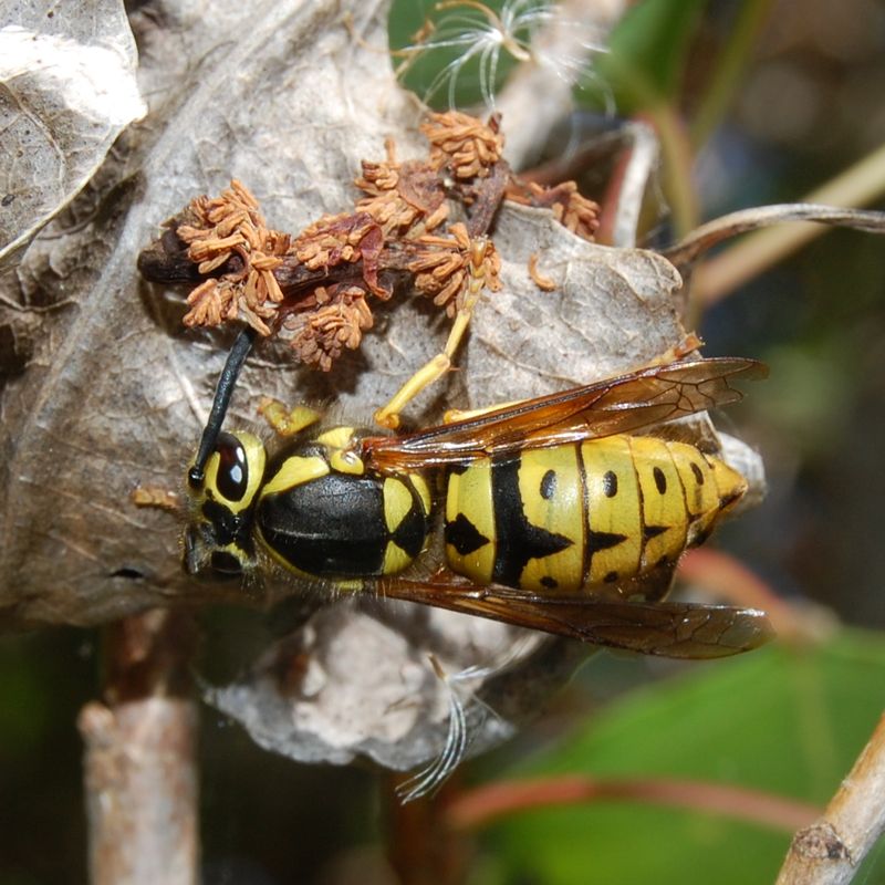 Western Yellow Jacket Wasps: Aggressive Defenders
