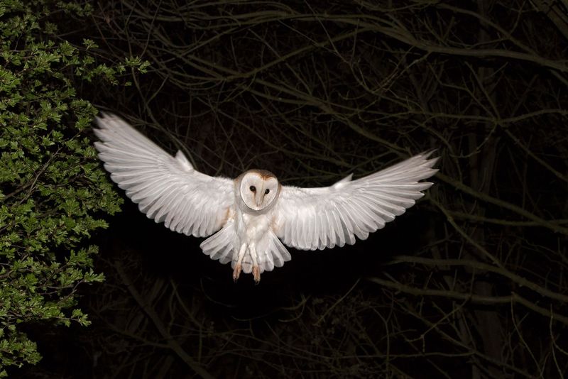 Owl's Silent Lunar Advantage