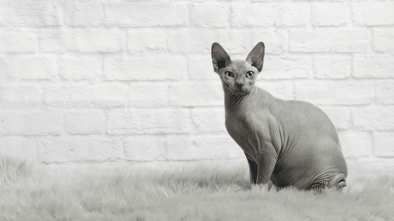 Sphynx