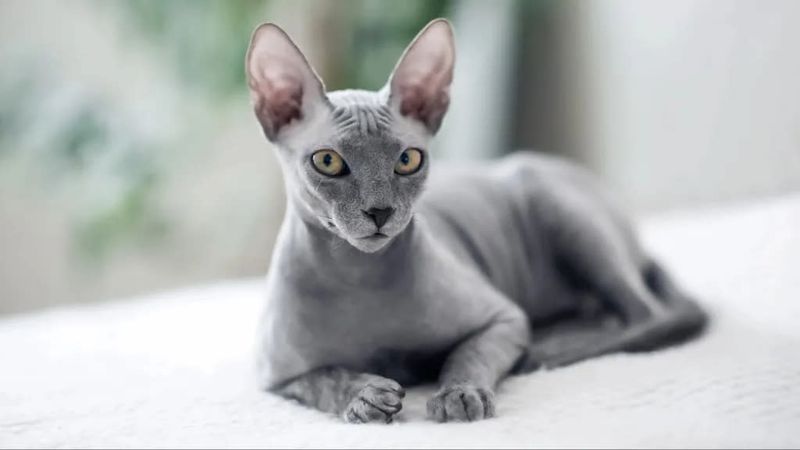 Sphynx - Naked And Vulnerable