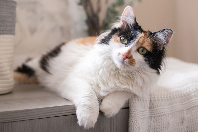 Turkish Van Calico