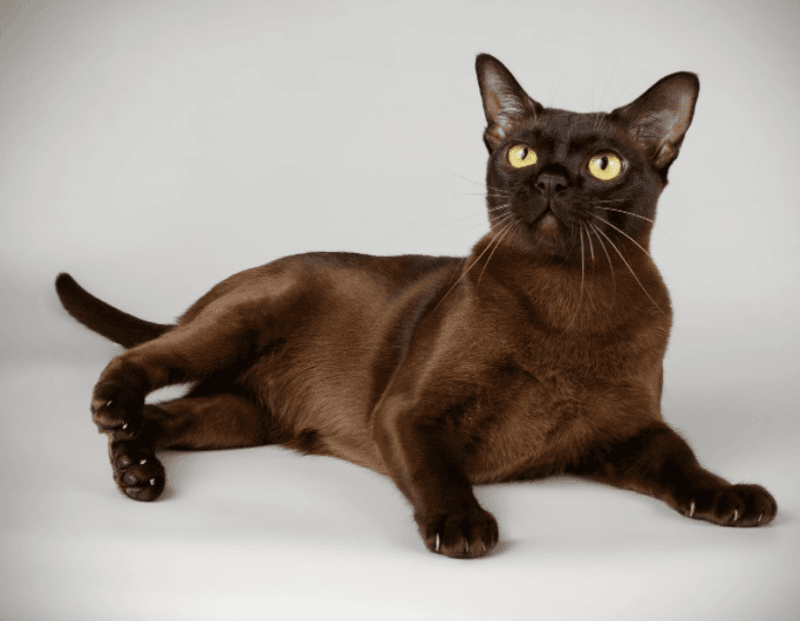 Burmese: Emotional Support Specialists