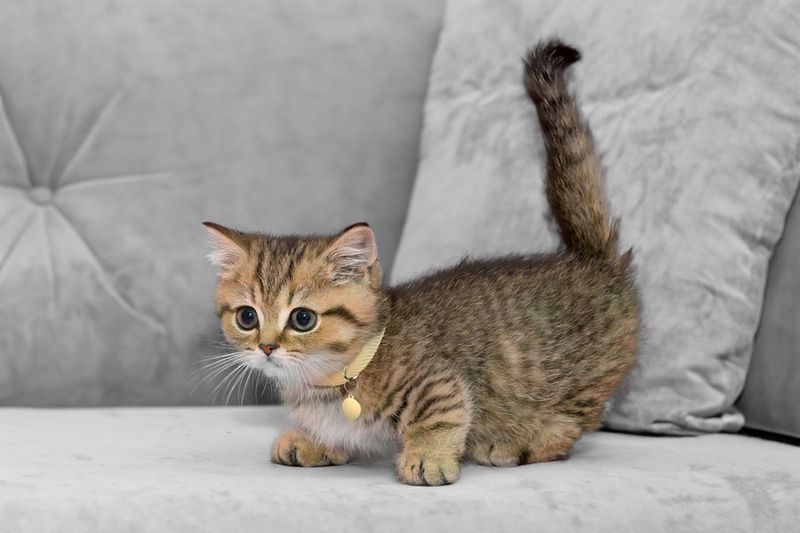Munchkin Cats: Short Legs, Long Problems