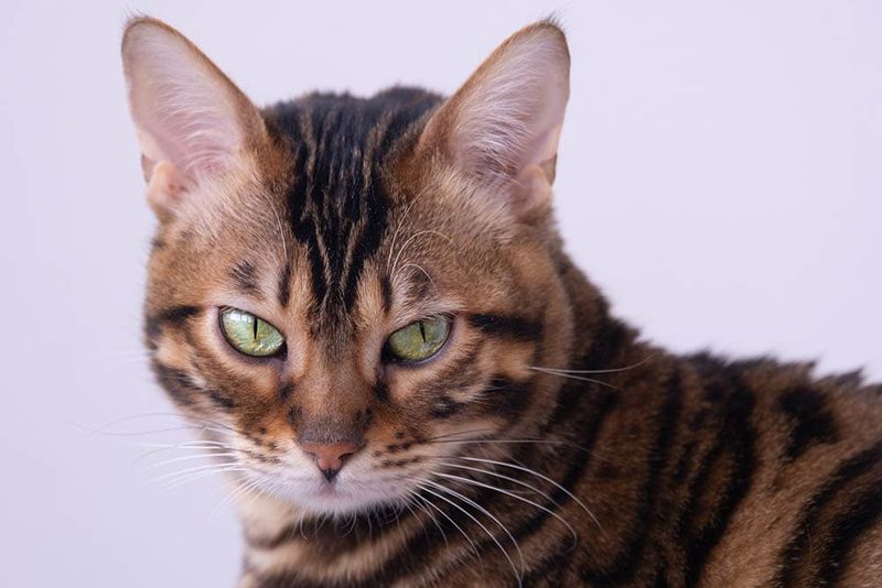 Bengal: Wild-Looking Housecat