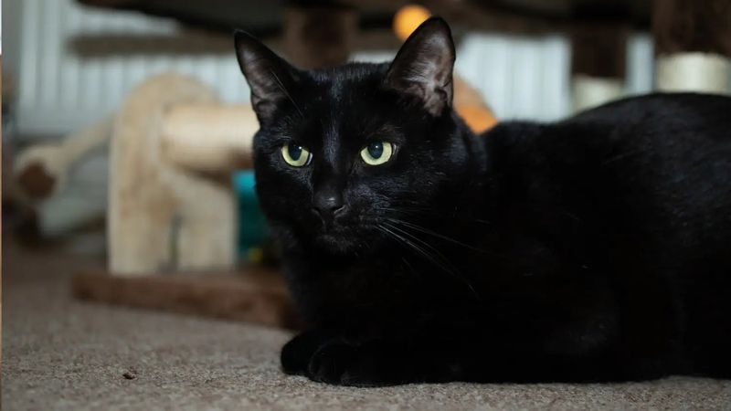 Bombay: Mini Panthers With Mega Affection