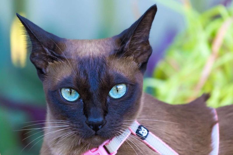 Tonkinese: Social Butterflies That Heal With Humor