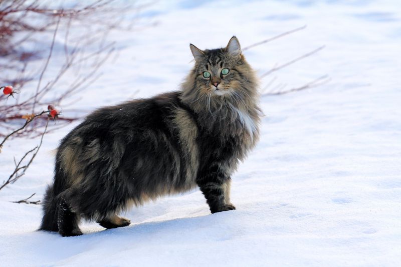 Norwegian Forest Cat: The Respectful Companion