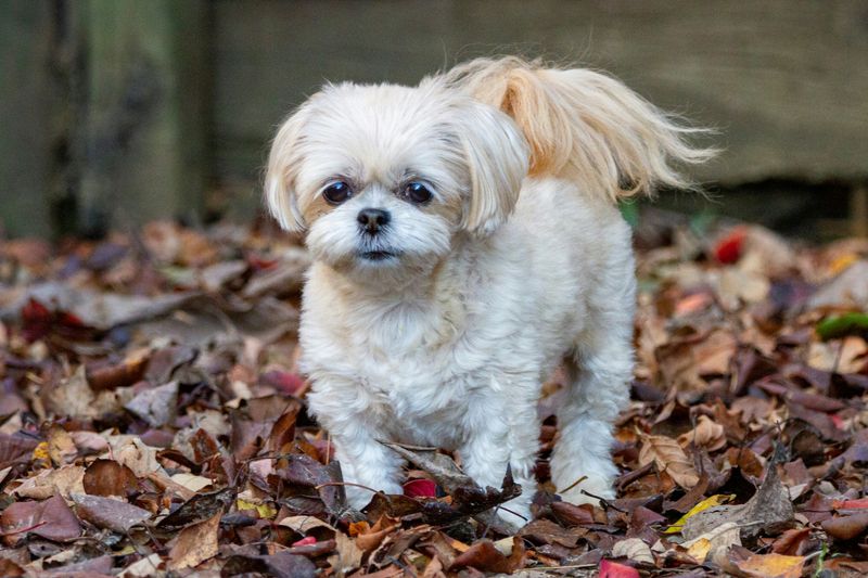 Shih Tzus: The Jealous Royalty