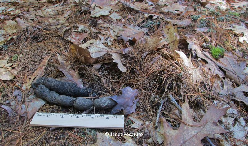 Strategic Droppings - Nature's No Trespassing Signs