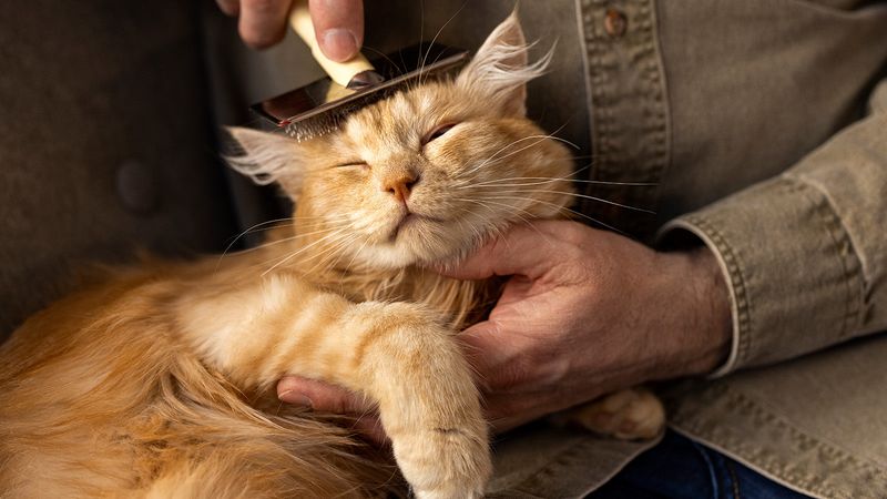 Grooming Session Acceptance