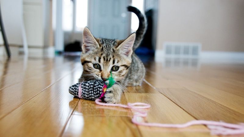 Gentle Play Behaviors