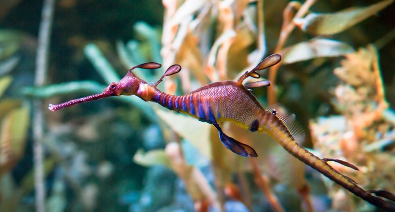 Weedy Sea Dragon