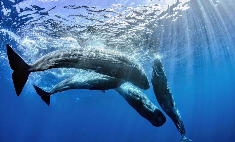 Sperm Whales: Deep-Diving Intellectual Giants