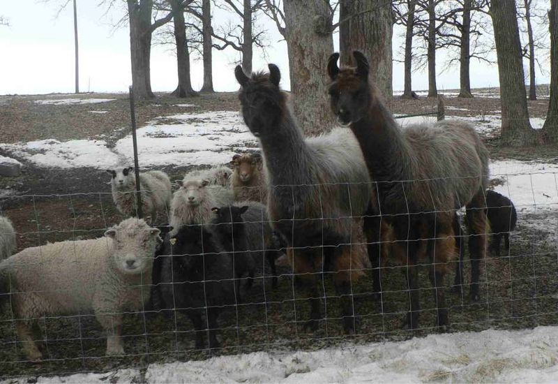 Llamas Guard Their Deceased
