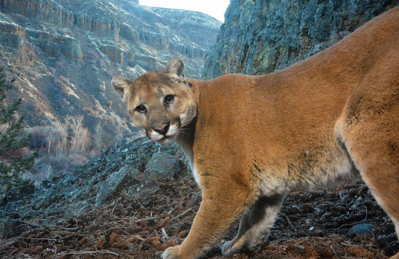 Mountain Lion – Shadow Cat Adapting