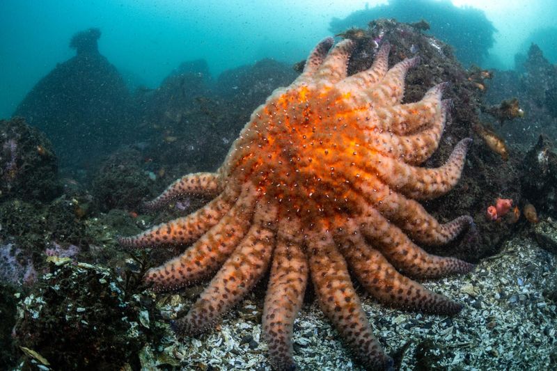 Sunflower Sea Star