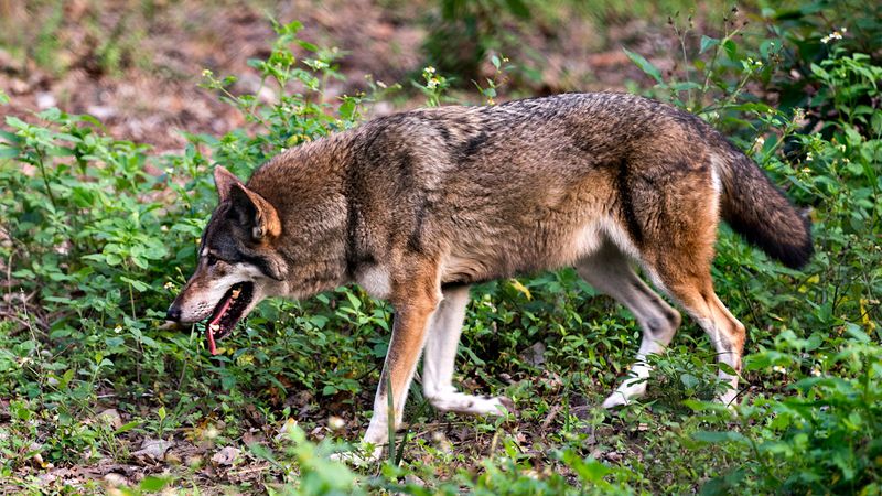 Red Wolves Howl Across Eastern Forests Again