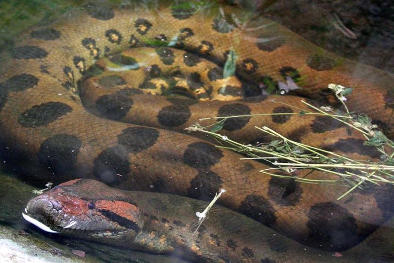Anaconda