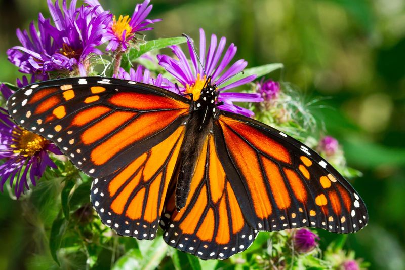 Monarch Butterfly Climate Adaptation