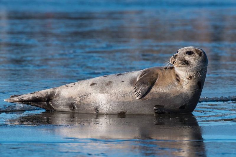 Seals And Sea Lions: Fast Food Of The Ocean