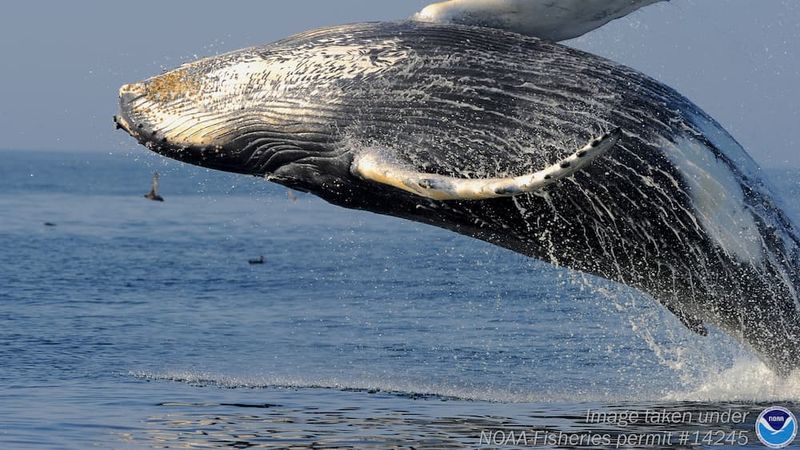 Humpback Whales