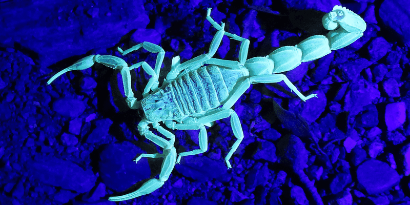 Scorpions' Ultraviolet Glow