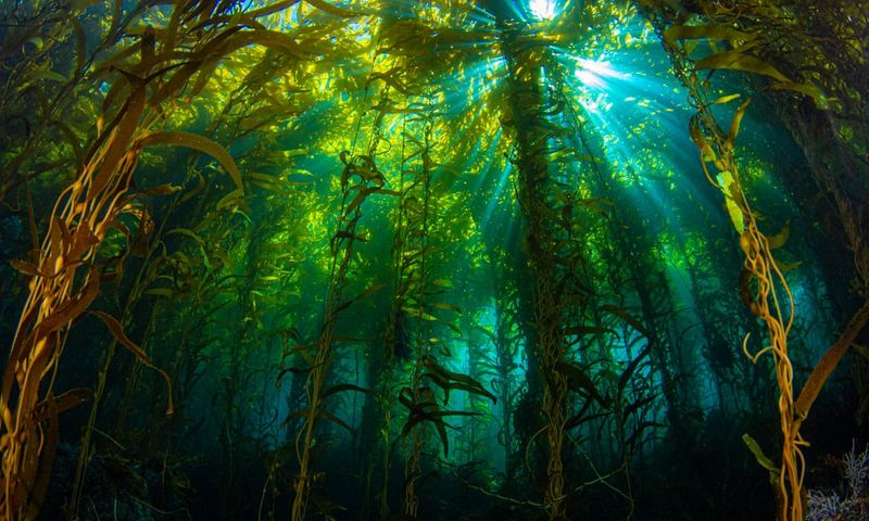 Underwater Kelp Forests Disappearing At Alarming Rates