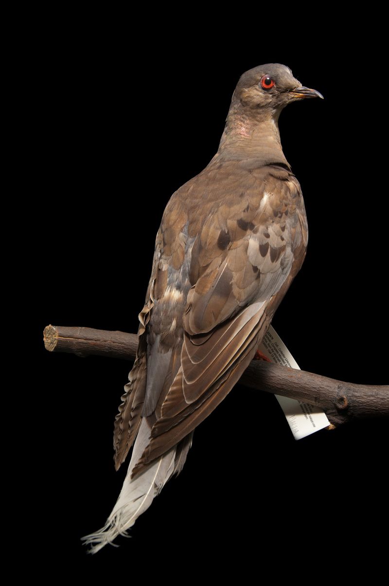 Martha The Passenger Pigeon