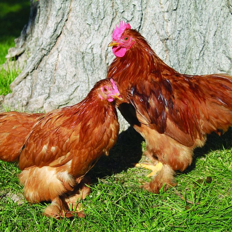 Cochin Bantams