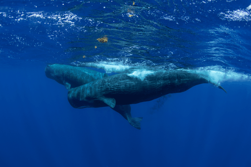 Fertilizing Ocean Gardens