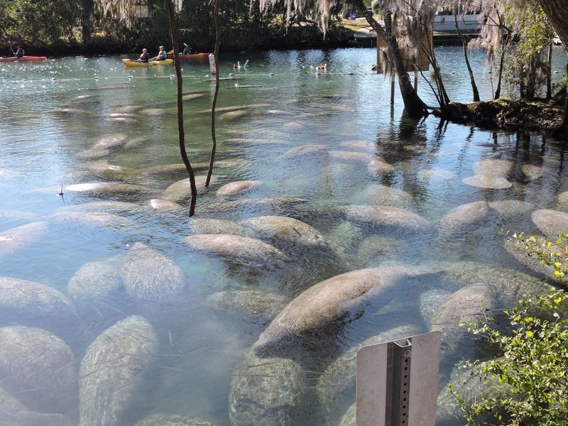 Endangered To Threatened: The Downlisting Of Manatees