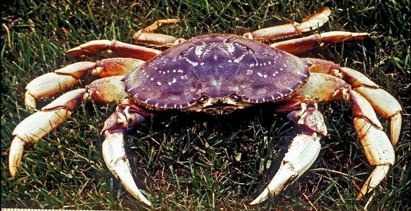 Crabs: How Much Can They Walk Without A Tail?