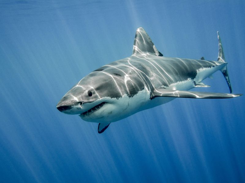 Warmer Waters Attract Apex Predators