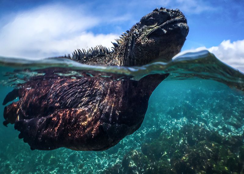 Marine Iguanas