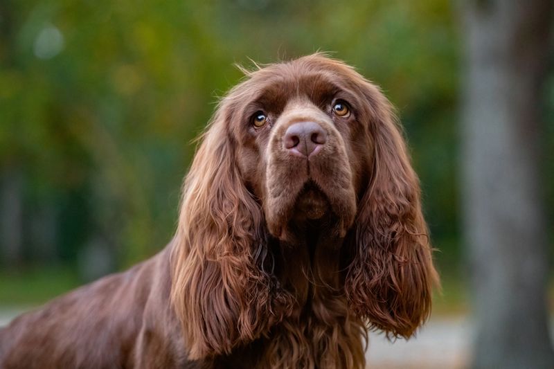 Sussex Spaniels: The Endangered Hunting Companions