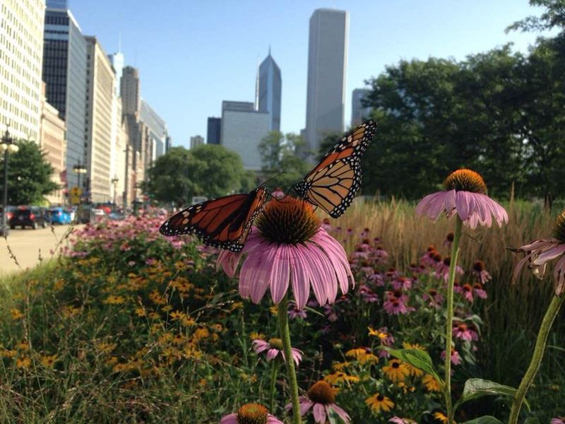 Spot Them In Urban Parks
