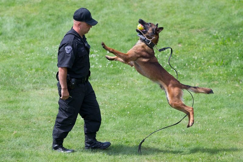 Police And Military Dogs