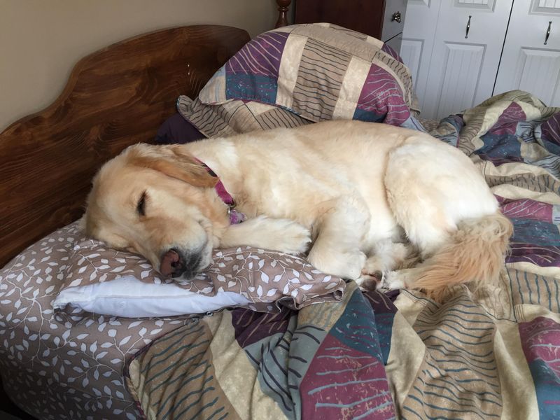 Sleeping On Owner's Clothing
