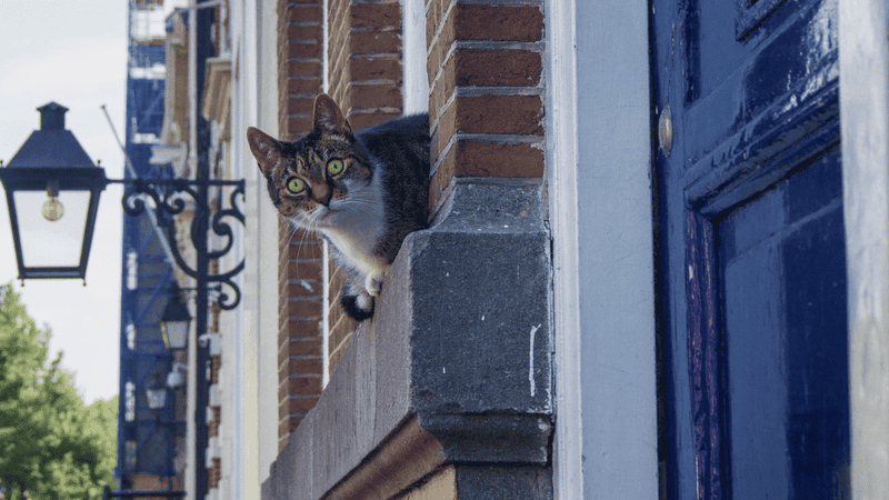 Urban Navigation Skills