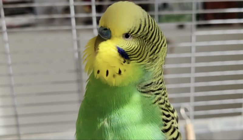 Record-Breaking Parakeet Lifespans